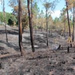 Haitianos y otros queman 20 mil tareas bosques en Santiago Rodriguez