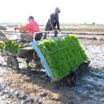 Siembra de arroz mecanizada