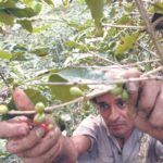 Video Agricultores de Pedernales se quejan tras no recibir ayuda prometió el presidente Medina