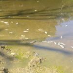 Mueren cientos de peces en laguna Los Arroyos de Dajabón por presunto envenenamiento