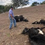 Mueren más de mil reses en la Línea Noroeste