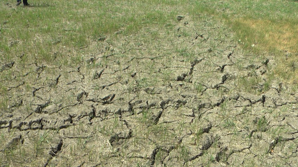 Deforestación, sequías, miles de árboles enfermos, ríos secos o disminuidos