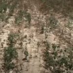 Ayuda!! Productores de Azua claman por AGUA. Siembra muere por sequía