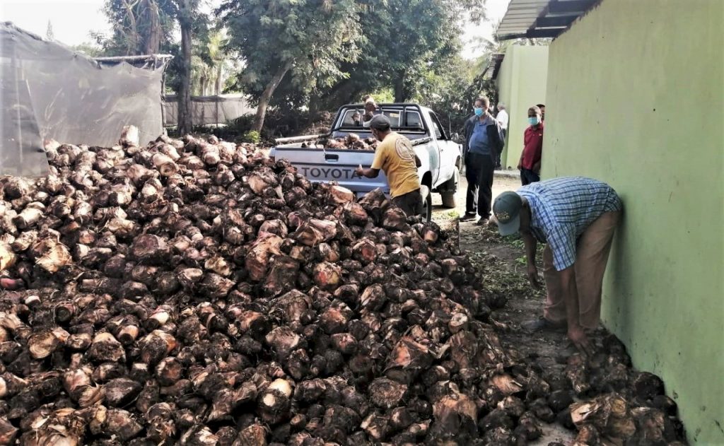 @AgriculturaRD entrega material siembra a productores #ZonaNordeste