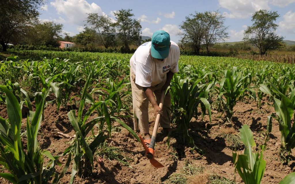 @AgriculturaRD gobierno entregará RD$475 MM molineros y productores de arroz