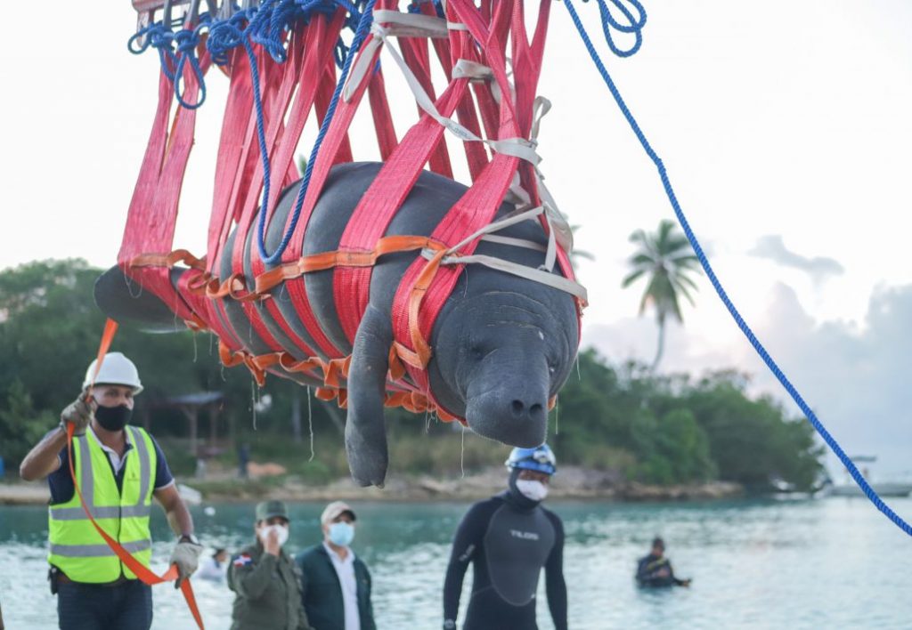 ¡Ya en casa! @AmbienteRD reintroduce con éxito manatíes del Acuario al mar