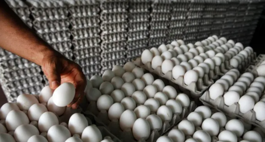 Gobierno levanta restricción de exportación de huevos