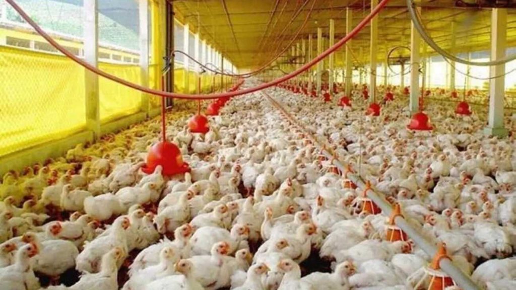 Avicultores saludan medidas de apoyo instauradas por el Gobierno; logran récord producción en enero 2023