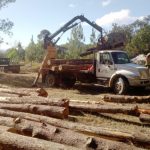 @AmbienteRD ocupa unos 500 mil pies de pinos cortados sin permiso en Dajabón