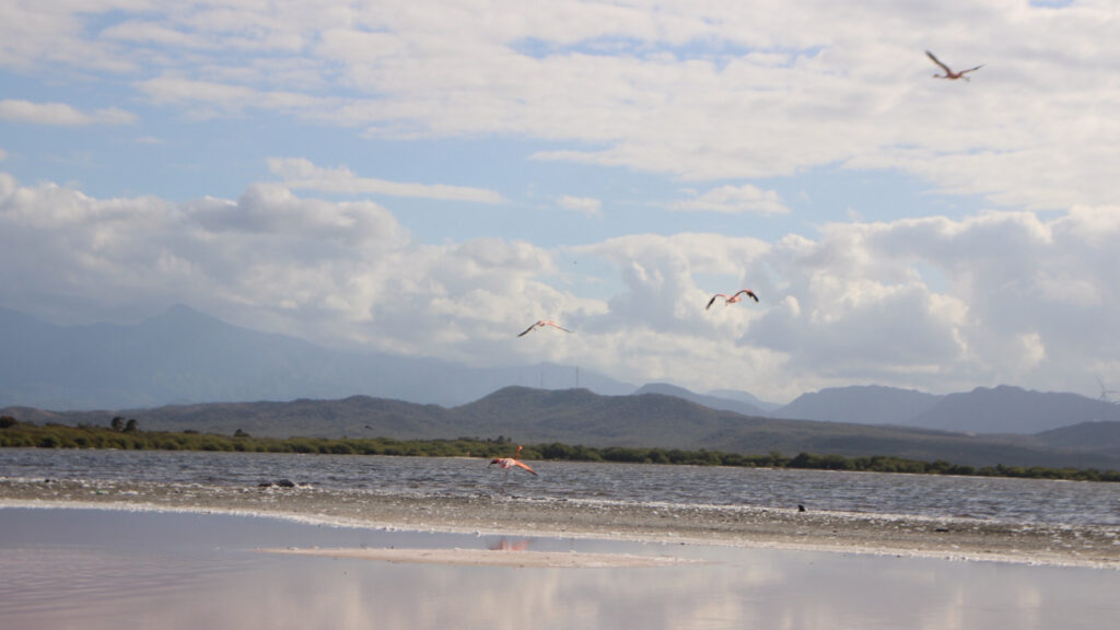 Ministerio de @ambienterd logra liberar más flamencos que fueron rescatados