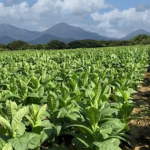 «San Juan se encamina a convertirse en el centro de producción de tabaco de RD», asegura Miguel Canó