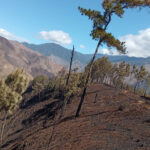 Medio Ambiente informa no hay incendios forestales; iniciará proceso de restauración por incendio en el Parque Nacional José del Carmen Ramírez