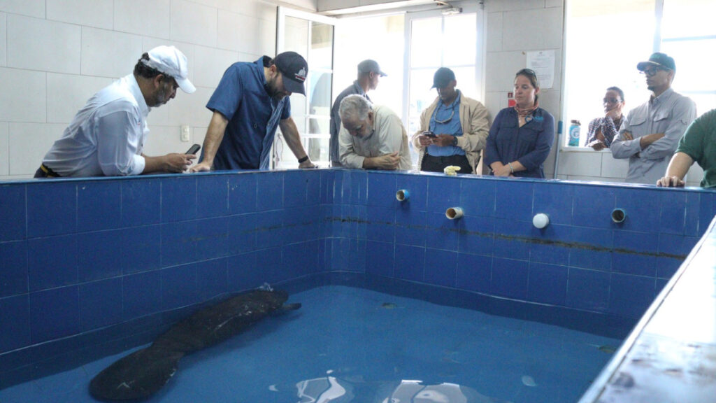 @AmbienteRD Confía en que cría de manatí se pueda recuperar en el acuario para liberarlo en el tiempo oportuno