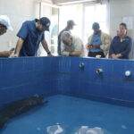 @AmbienteRD Confía en que cría de manatí se pueda recuperar en el acuario para liberarlo en el tiempo oportuno