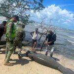 Medio @ambienterd investiga causa de muerte de un manatí en Playa Los Botes, de La Isabela