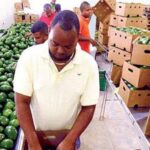 Coco de agua de RD entrarán por primera vez a mercados EEUU y aguacate a Jamaica