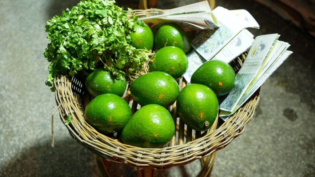 @Feda_RD muestra interés en impulsar la producción del aguacate dominicano