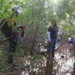 @ambienterd iniciará proceso de restauración de mangle rojo degradado en Samaná