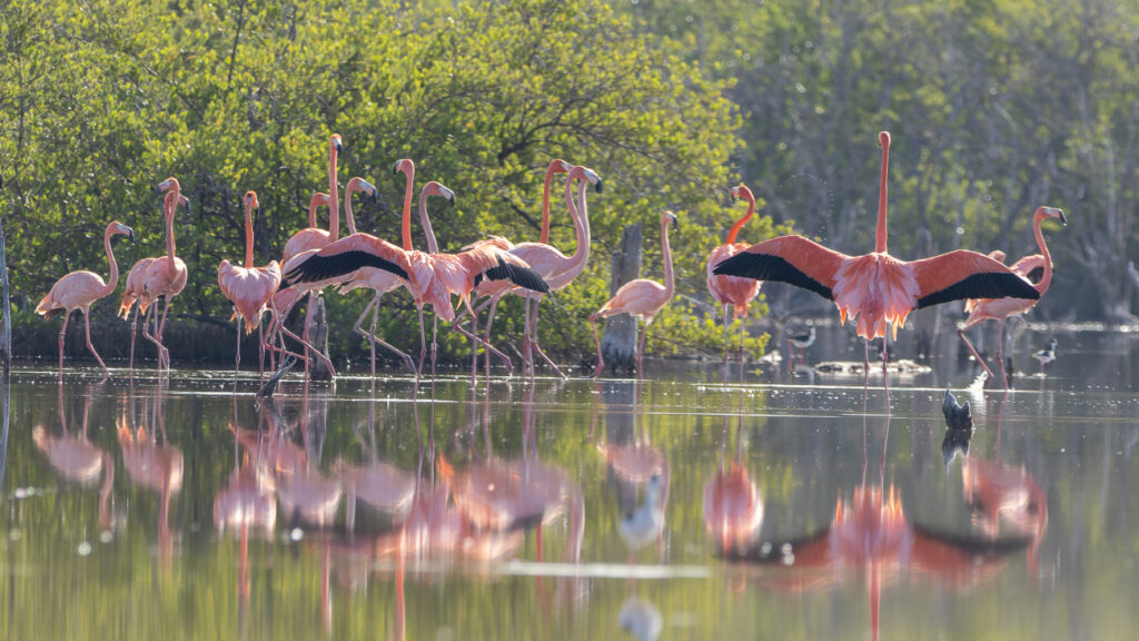 Liberan 44 flamencos en Montecristi del proyecto Rescate Rosado