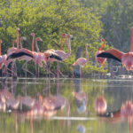 Liberan 44 flamencos en Montecristi del proyecto Rescate Rosado