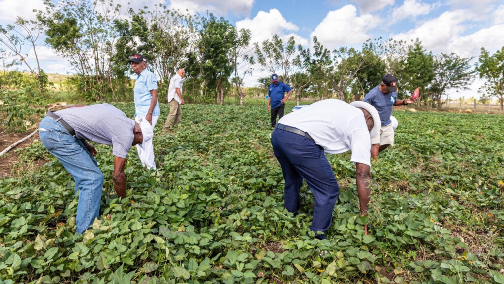 Adultos mayores del hogar de día Conape San Rafael Del Yuma cultivan hortalizas en programa de huertos