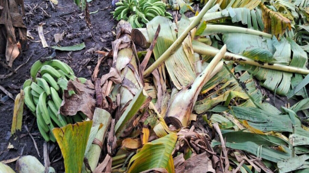 Agricultura auxilia a productores de plátanos afectados por los fenómenos atmosféricos de los últimos días