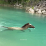 Los Caballos también nadan, y de que manera!!