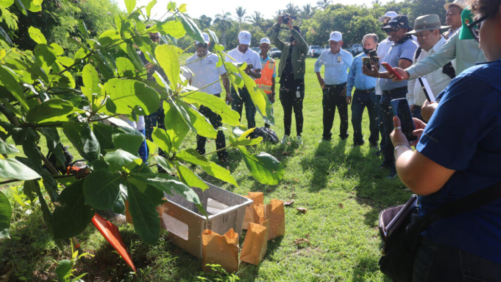República Dominicana inicia protocolo erradicación la mosca del Mediterráneo: Ministerio de Agricultura y organismos internacionales realizan simulacro en Punta Cana