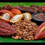 Cacao criollo podrá seguir llegando a Europa tras cumplir con normas