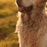 @RobertoFulcar Hoy celebramos el Día Mundial de los Animales