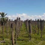 @DrMarioLama @SNSRDO este es el verdadero Cambio, habitantes de chirino, monte plata ya no tendrán que trasladarse