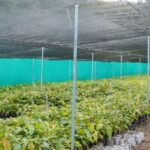 @CaamanoVive Hecmilio Galván Ejecutan varios proyectos de cacao en Barahona, San Cristóbal y Pedernales