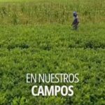 @HomeroFigueroaG Más de 14 millones de tareas ya están sembradas en nuestros campos, aumentando la producción en 9.8 millones de libras mensuales