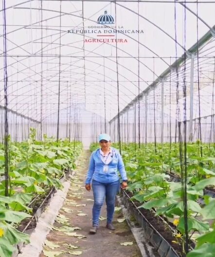 @AgriculturaRD Elizabeth, ingeniera agrónoma apasionada, lidera 13 proyectos de invernaderos en San José de Ocoa. Innovación y sostenibilidad florecen bajo su cuidado. ¡El futuro del agro está en sus manos