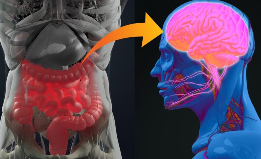 Científicos descubren que el cerebro puede cambiar las bacterias intestinales en solo dos horas