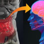 Científicos descubren que el cerebro puede cambiar las bacterias intestinales en solo dos horas