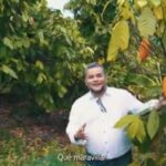 @CaamanoVive Hecmilio Galván Hoy por hoy nos hemos consolidado como uno de los principales exportadores de cacao orgánico y convencional