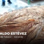 @AgriculturaRD El productor de tabaco Romualdo Estévez fue reconocido durante el Día del Agricultor y valoró el compromiso del gobierno con el desarrollo del campo