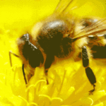 @caamanovive @Feda_RD impulsa la apicultura local con entrega de más de 700 cajas de abejas  #TAMOENABEJAS!!
