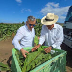 Intabaco: RD cuenta con 29 zonas tabacaleras en 15 provincias y exporta más de USD 1,300 millones en tabaco