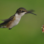 REFLEXIÓN: La parábola del COLIBRÍ