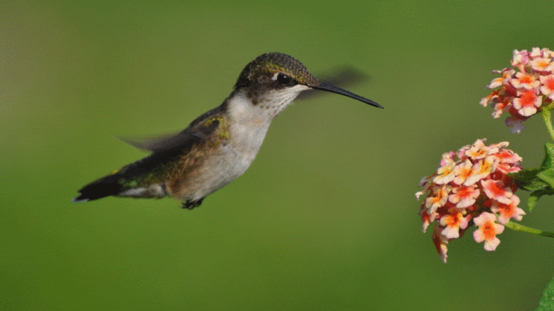 REFLEXIÓN: La parábola del COLIBRÍ