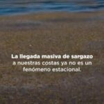 @LMacarrulla1 El #sargazo ya no es un fenómeno cíclico, amenaza el turismo, la salud y la economía