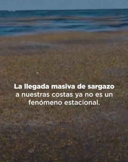 @LMacarrulla1 El #sargazo ya no es un fenómeno cíclico, amenaza el turismo, la salud y la economía