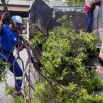@AlcaldiaDN Como parte de los trabajos post tormenta, nuestro equipo de Gestión Ambiental realiza evaluaciones forestales urbanas para identificar árboles afectados, remover peligros y definir estrategias de restauración