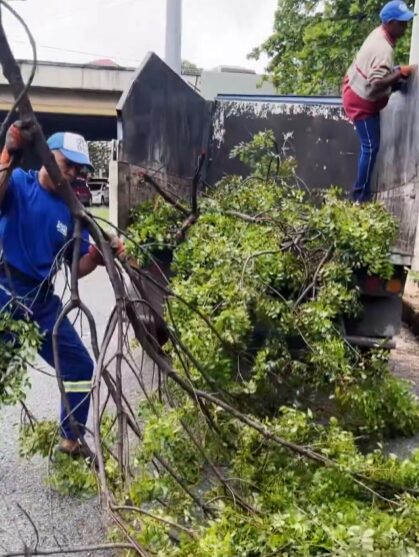 @AlcaldiaDN Como parte de los trabajos post tormenta, nuestro equipo de Gestión Ambiental realiza evaluaciones forestales urbanas para identificar árboles afectados, remover peligros y definir estrategias de restauración