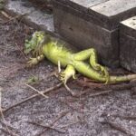 WArnaudBisono Todo el equipo de INAPA, desde San Cristóbal, trabajando sin descanso para solucionar la avería que provocó la crecida del río Yubazo