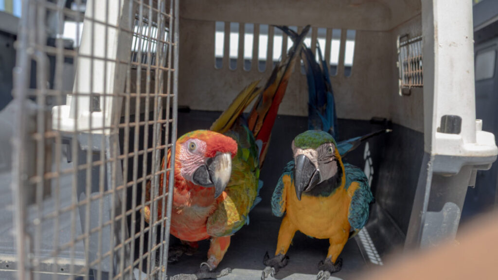 Ministerio de Medio Ambiente hace llamado al registro obligatorio de animales exóticos en el país