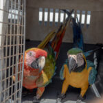 Ministerio de Medio Ambiente hace llamado al registro obligatorio de animales exóticos en el país