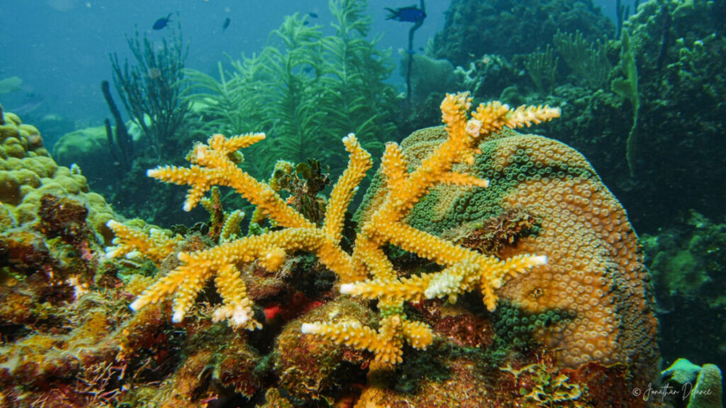 La República Dominicana participará en la mayor iniciativa de investigación de aguas profundas en la Cordillera Submarina Beata